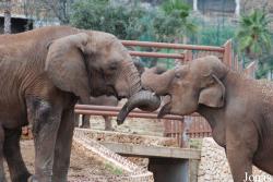 Zoosafari e Fasanolandia