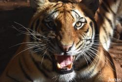 Panthera tigris