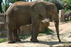 Elephantidae