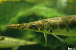 Lepisosteidae