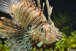Pterois volitans