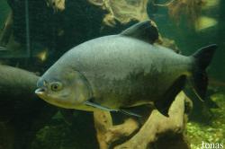 Piaractus brachypomus