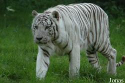 Panthera tigris blanc
