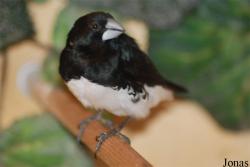 Spermestes bicolor
