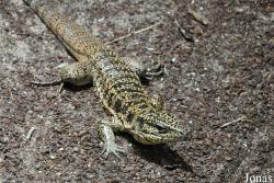 Tupinambis teguixin
