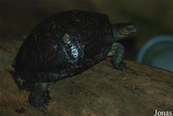 Rhinoclemmys pulcherrima manni