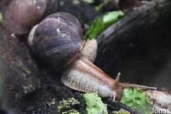 Gastropoda