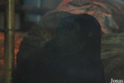 Zoo Antwerpen
