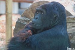 Zoo Antwerpen