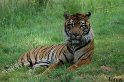 Panthera tigris sumatrae