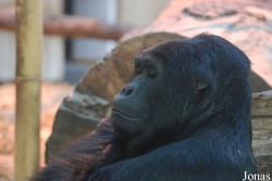Zoo Antwerpen