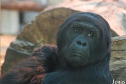 Zoo Antwerpen
