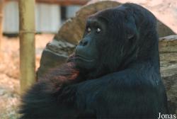 Zoo Antwerpen