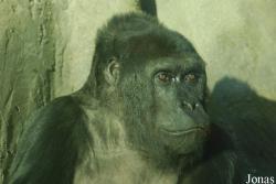 Zoo Antwerpen