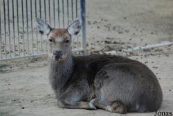 Zoo Antwerpen
