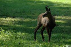 Tierpark Oberwald