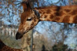 Zoo Antwerpen