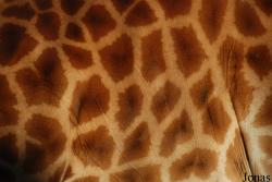 Zoo Antwerpen