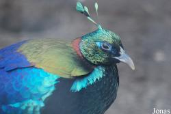 Lophophorus impejanus