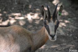 Rupicapra rupicapra rupicapra