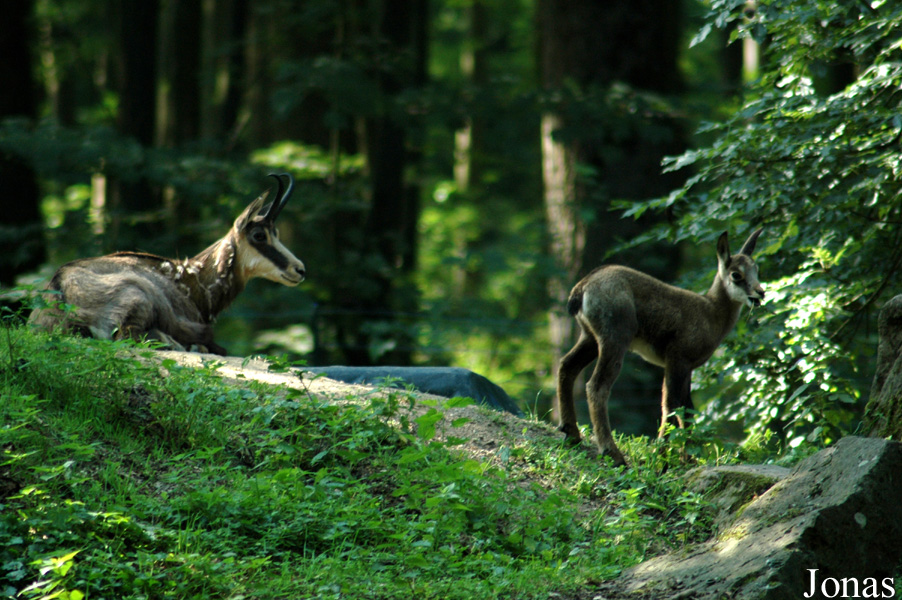 Tierpark Oberwald