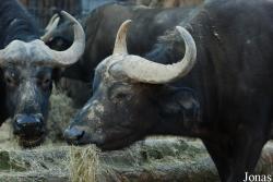 Zoo Antwerpen