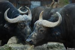 Zoo Antwerpen