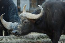 Zoo Antwerpen
