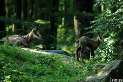 Tierpark Oberwald