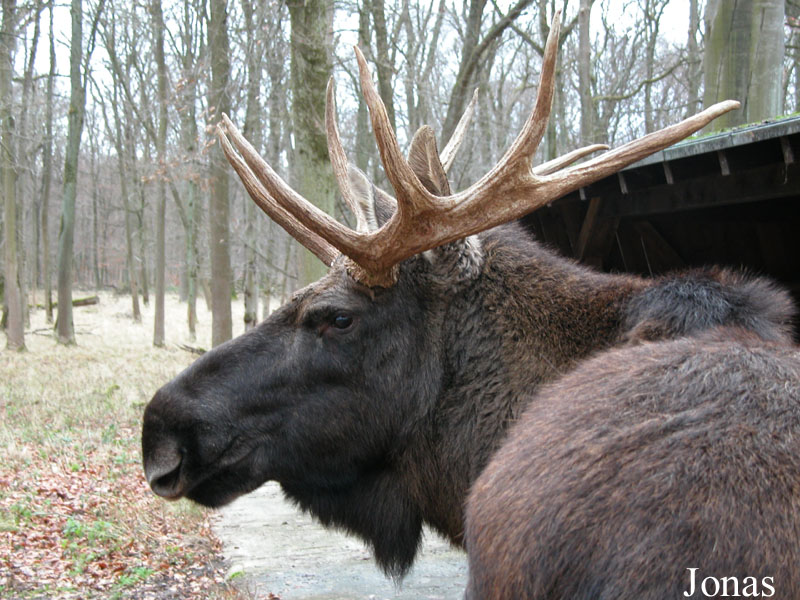 Tierpark Oberwald