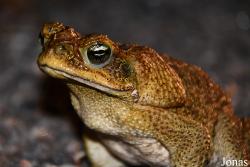 Rhinella marina