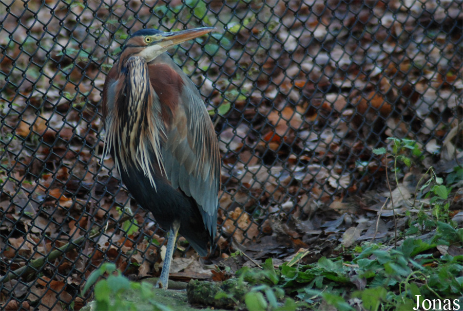 Dierenpark Planckendael