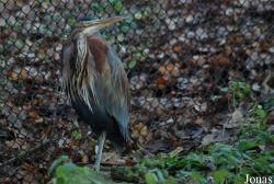 Dierenpark Planckendael