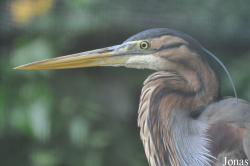 Ardea purpurea