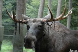 Alces alces
