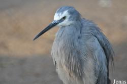 Egretta novaehollandiae
