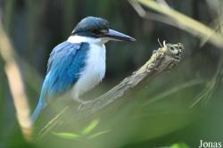 Todiramphus chloris