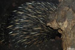 Tachyglossus aculeatus aculeatus