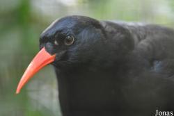 Pyrrhocorax pyrrhocorax