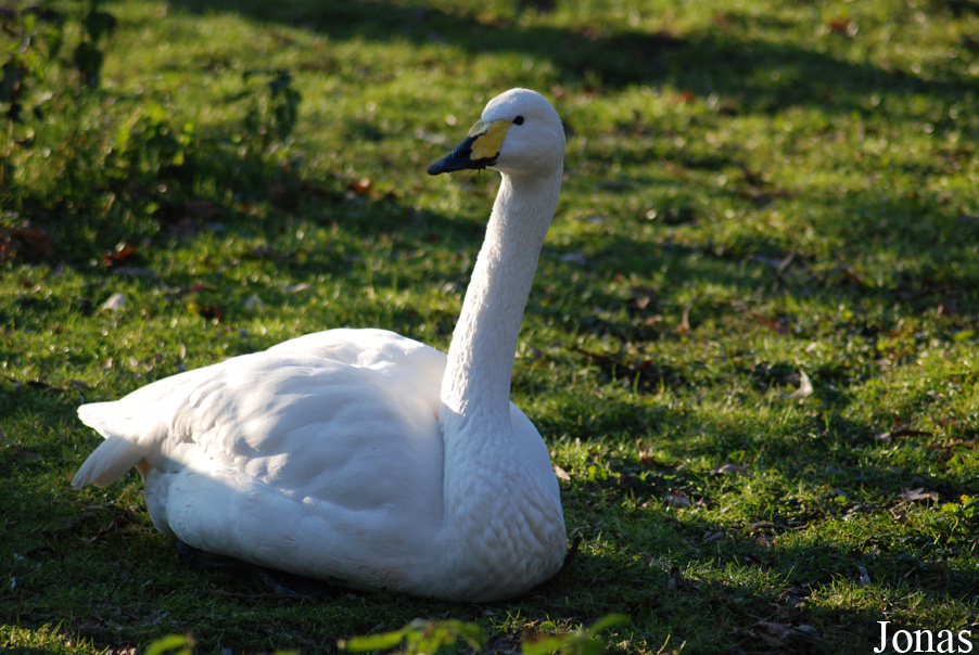 Dierenpark Planckendael