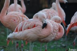 Dierenpark Planckendael