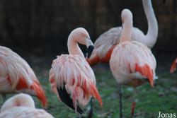 Dierenpark Planckendael