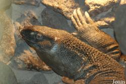 Varanus albigularis albigularis