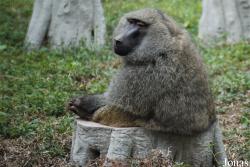 Guangzhou Zoo