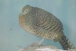 Guangzhou Zoo