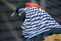 Chrysolophus amherstiae