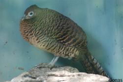 Guangzhou Zoo