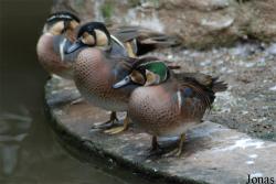 Guangzhou Zoo