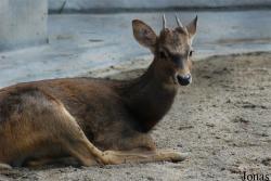 Guangzhou Zoo