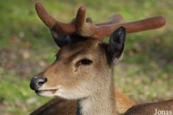 Rucervus eldii